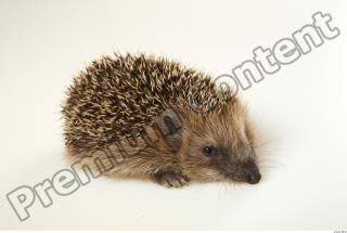 Hedgehog - Erinaceus europaeus  0058